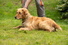 LARA, Hund, Golden Retriever Hütehund Mischling in Ungarn - Bild 6
