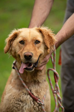 LARA, Hund, Golden Retriever Hütehund Mischling in Ungarn - Bild 7