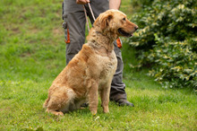 LARA, Hund, Golden Retriever Hütehund Mischling in Ungarn - Bild 8