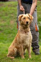 LARA, Hund, Golden Retriever Hütehund Mischling in Ungarn - Bild 9