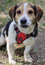 HENSON, Hund, Beagle Mischling in Ungarn - Bild 1