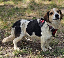 HENSON, Hund, Beagle Mischling in Ungarn - Bild 2