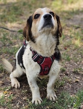 HENSON, Hund, Beagle Mischling in Ungarn - Bild 3