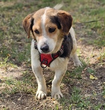 HENSON, Hund, Beagle Mischling in Ungarn - Bild 4