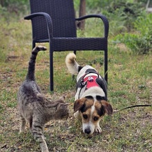 HENSON, Hund, Beagle Mischling in Ungarn - Bild 5