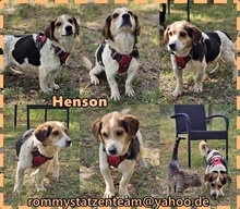 HENSON, Hund, Beagle Mischling in Ungarn - Bild 6