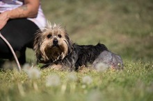 FJORLA, Hund, Terrier Mischling in Ungarn - Bild 1