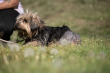 FJORLA, Hund, Terrier Mischling in Ungarn - Bild 10