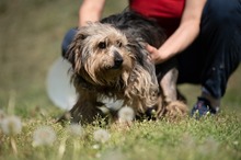 FJORLA, Hund, Terrier Mischling in Ungarn - Bild 11