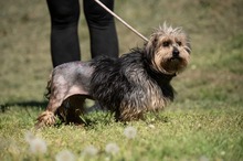 FJORLA, Hund, Terrier Mischling in Ungarn - Bild 2