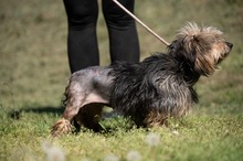 FJORLA, Hund, Terrier Mischling in Ungarn - Bild 3