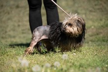 FJORLA, Hund, Terrier Mischling in Ungarn - Bild 4