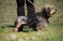 FJORLA, Hund, Terrier Mischling in Ungarn - Bild 5