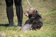FJORLA, Hund, Terrier Mischling in Ungarn - Bild 6