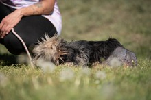FJORLA, Hund, Terrier Mischling in Ungarn - Bild 7