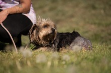 FJORLA, Hund, Terrier Mischling in Ungarn - Bild 8