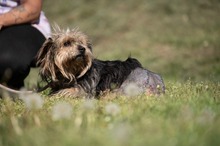 FJORLA, Hund, Terrier Mischling in Ungarn - Bild 9