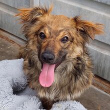 HUMMEL, Hund, Mischlingshund in Rumänien - Bild 1