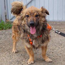 HUMMEL, Hund, Mischlingshund in Rumänien - Bild 2