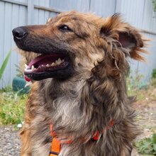 HUMMEL, Hund, Mischlingshund in Rumänien - Bild 3
