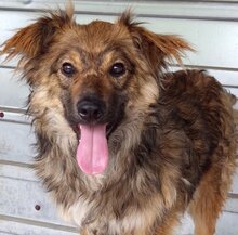 HUMMEL, Hund, Mischlingshund in Rumänien - Bild 4