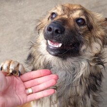 HUMMEL, Hund, Mischlingshund in Rumänien - Bild 5