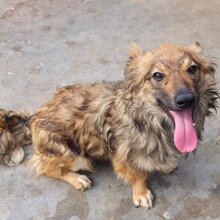 HUMMEL, Hund, Mischlingshund in Rumänien - Bild 6