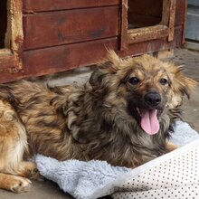 HUMMEL, Hund, Mischlingshund in Rumänien - Bild 7