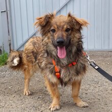 HUMMEL, Hund, Mischlingshund in Rumänien - Bild 8