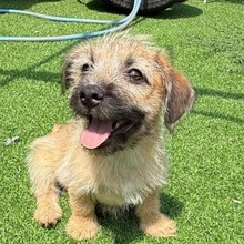 OTTO, Hund, Mischlingshund in Rumänien - Bild 1