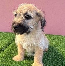 OTTO, Hund, Mischlingshund in Rumänien - Bild 3