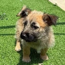 OTIS, Hund, Mischlingshund in Rumänien - Bild 1