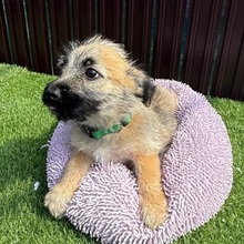 OTIS, Hund, Mischlingshund in Rumänien - Bild 2