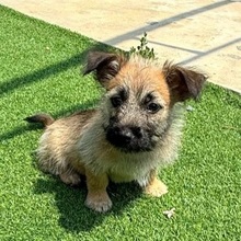 OTIS, Hund, Mischlingshund in Rumänien - Bild 3