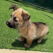 OTIS, Hund, Mischlingshund in Rumänien - Bild 4