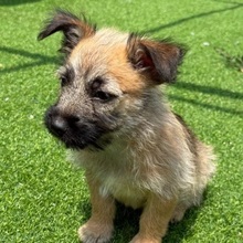 OTIS, Hund, Mischlingshund in Rumänien - Bild 5