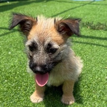 OTIS, Hund, Mischlingshund in Rumänien - Bild 6
