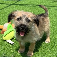 OHIO, Hund, Mischlingshund in Rumänien - Bild 1