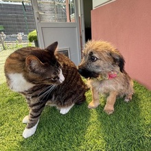 OHIO, Hund, Mischlingshund in Rumänien - Bild 2