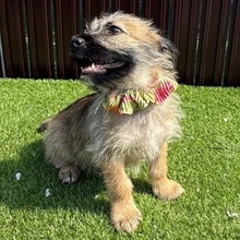 OHIO, Hund, Mischlingshund in Rumänien - Bild 3