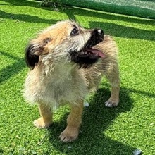 OHIO, Hund, Mischlingshund in Rumänien - Bild 4