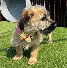 OHIO, Hund, Mischlingshund in Rumänien - Bild 5