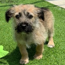 OHIO, Hund, Mischlingshund in Rumänien - Bild 6