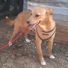 PIXIE, Hund, Mischlingshund in Portugal - Bild 1