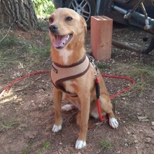 PIXIE, Hund, Mischlingshund in Portugal - Bild 2