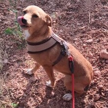 PIXIE, Hund, Mischlingshund in Portugal - Bild 3