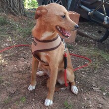 PIXIE, Hund, Mischlingshund in Portugal - Bild 4