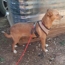 PIXIE, Hund, Mischlingshund in Portugal - Bild 5