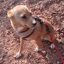 PIXIE, Hund, Mischlingshund in Portugal - Bild 6