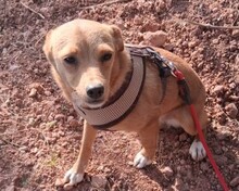 PIXIE, Hund, Mischlingshund in Portugal - Bild 7